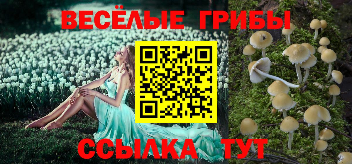 Псилоцибиновые грибы Cubensis Апшеронск